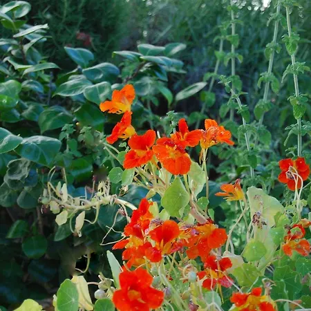 Lili Appartement Splitska